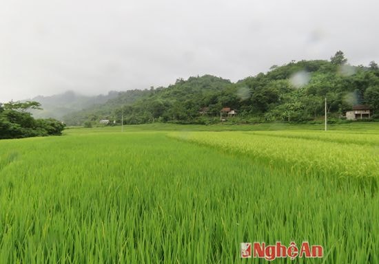 Lúa mùa ở bản Na xã Hữu Lập, Kỳ Sơn