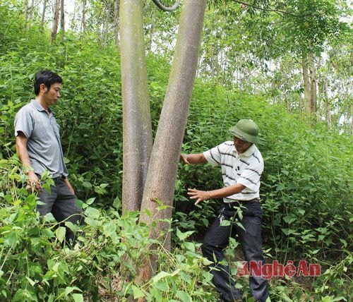 Kiểm tra mô hình trồng rừng của cán bộ xã Mường Típ - Kỳ Sơn