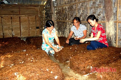 Lớp dạy nghề sản xuất nấm ở Trung tâm Hướng nghiệp dạy nghề Anh Sơn.Ảnh: Sỹ Thuần