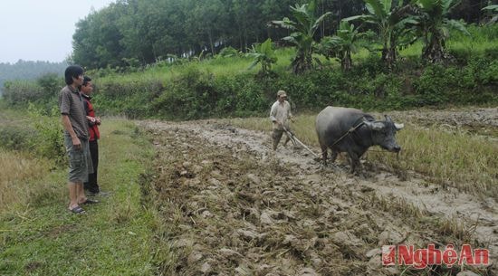 Trước đây, ruộng của xã Hương Sơn manh mún phải sử dụng sức trâu để làm đất.