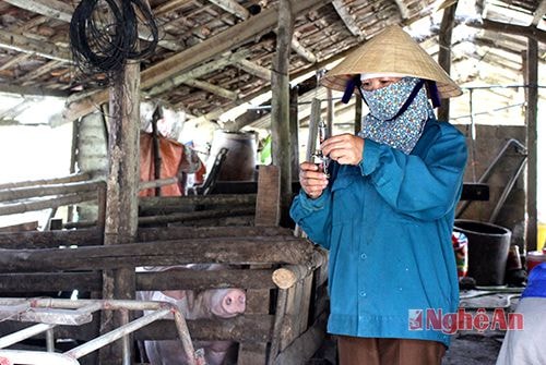 Tiêm phòng vacxin tai xanh cho đàn lợn tại xóm 7,   xã Hưng Mỹ (Hưng Nguyên).