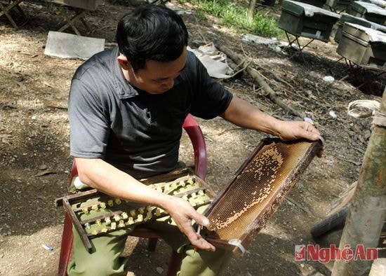 Anh Thái Văn Hồng, xóm 2, xã Tăng Thành (Yên Thành)  đang tạo “chúa” nhân đàn ong.