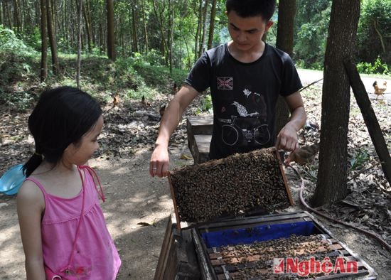 Nuôi ong di động ở Thanh Thủy, Thanh Chương. ảnh Trân Châu