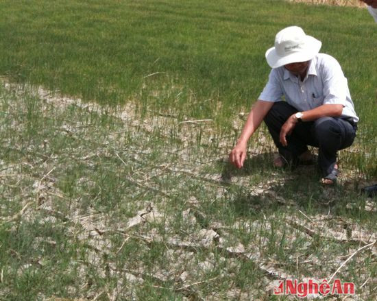 Hạn hán vụ hè thu ở Hưng Nguyên.