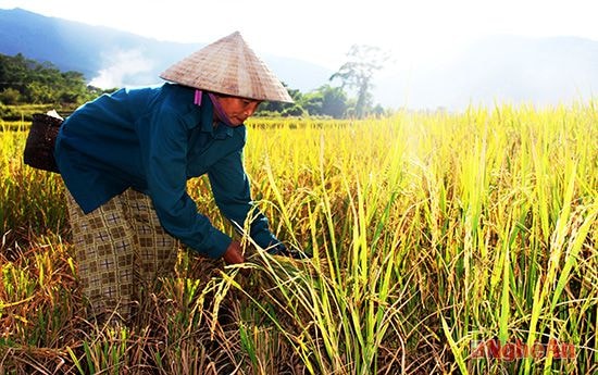 Thân lúa Japonica khá cao nên người dân chỉ tập trung thu hái từ 1/3 thân phía trên 