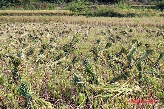 Người Thái ở Châu Kim vẫn thường bó lúa thành những bó nhỏ để dễ dàng vận chuyển