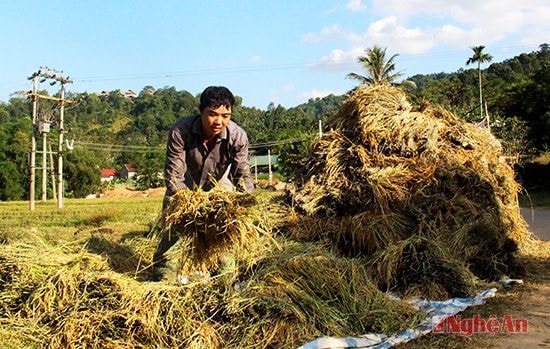 Mặc dù nắng hạn kéo dài nhưng giống lúa Japonica trên đồng đất Châu Kim vẫn đạt năng suất cao (2,6 tạ/sào). 