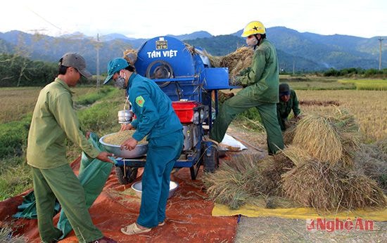 Giá thu mua lúa Japonica 100 nghìn đồng/yến lúa, cao hơn từ 20-3 0 nghìn đồng so với các giống lúa lai khác.