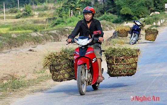 Người dân thường dùng xe trâu chở lúa hoặc xe máy để dễ di chuyển ở những đoàn đường dốc