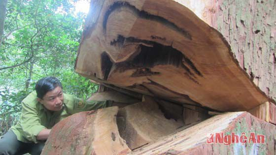 3 cây sa mu bị nhóm lâm tặc khai thác trái phép tại vùng rừng đặc dụng (Khu bảo tồn thiên nhiên Pù Hoạt)