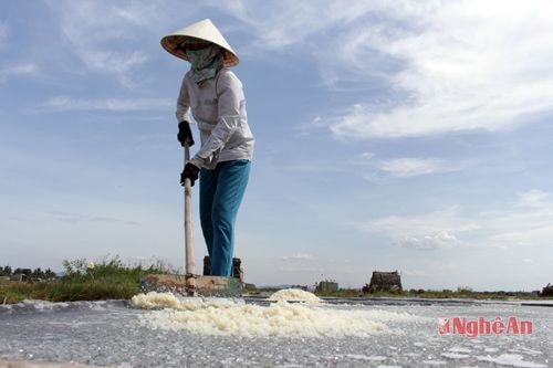 Cánh đồng muối xã Diễn Kim (huyện Diễn Châu)  Ảnh: Đ.T