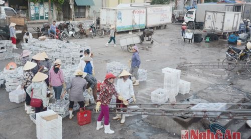 Cá về tại bến cá Tiến Thủy