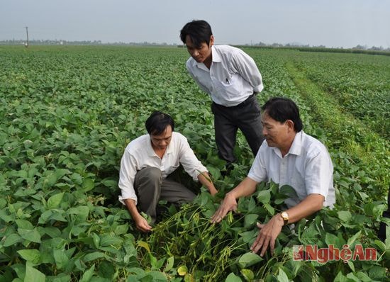 Kiểm tra cây đậu tương vụ đông ở xã Diễn Mỹ (Diễn Châu) Ảnh: Văn Đoàn