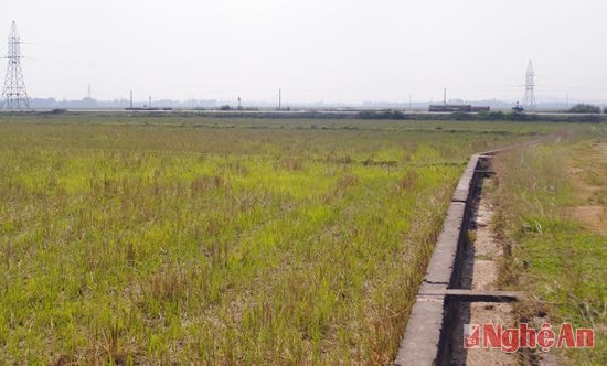 Cánh đồng bỏ hoang không trồng cây vụ đông ở Văn Sơn, Đô Lương. Ảnh: Vương trần