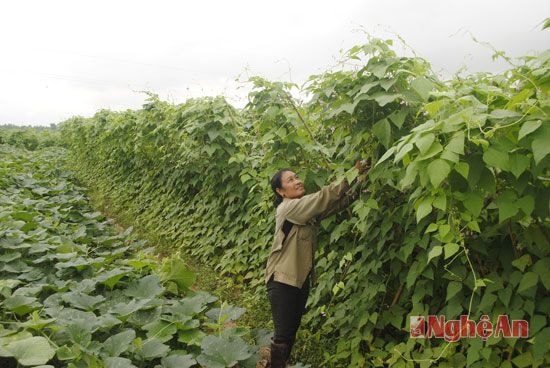 Sản xuất vụ đông ở Lưu Sơn, Đô Lương. ảnh Văn Trường