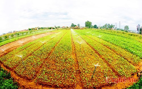 Cánh đồng rau áp dụng công nghệ tưới tự động ở xã Quỳnh Liên   (TX. Hoàng Mai).Ảnh: Mạnh Hùng