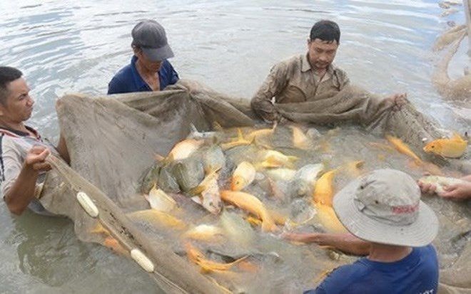 Cá chép giòn có giá bán ra thị trường dao động từ 400.000 đến 500.000 đồng/kg. Loài cá chép này mới được du nhập vào thị trường Việt Nam và đã được nuôi khá thành công.