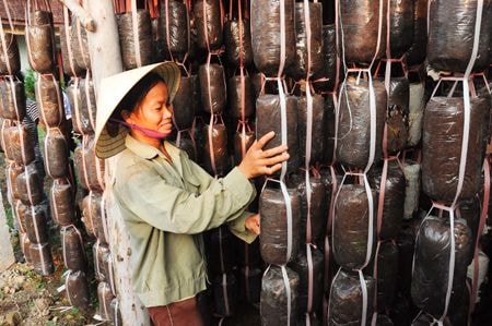 Trồng nấm ở Yên Thành