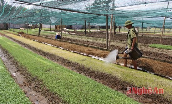 Sản xuất rau an toàn ở HTX nông nghiệp Hưng Đông (TP. Vinh).