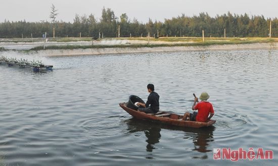 Mô hình nuôi tôm theo VietGAP của ông Ngô Xuân Đại ở xóm 4,  xã Diễn Trung (Diễn Châu).