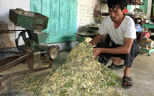 Cám và các loại thảo dược được trộn cho lợn ăn. (Ảnh: T.T).
