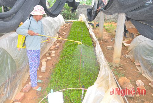 Chăm sóc giống cây trong khu vực nhà lưới