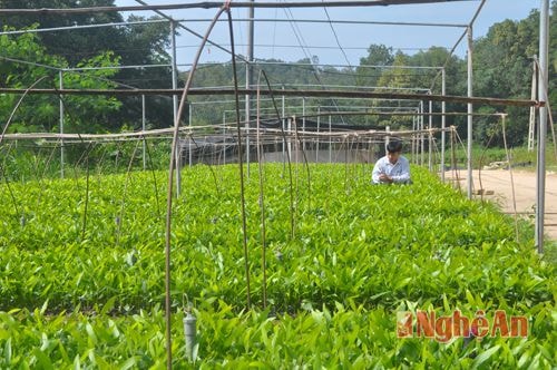 Công ty TNHH 1TV lâm nghiệp Đô Lương xây dựng vườn ươm giống keo cung cấp cho các dự án trồng rừng