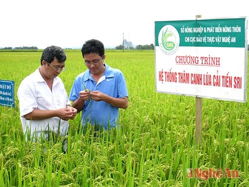 Kiểm tra mô hình thâm canh lúa cải tiến (SRI)   ở Hưng Nguyên. Ảnh: P.V
