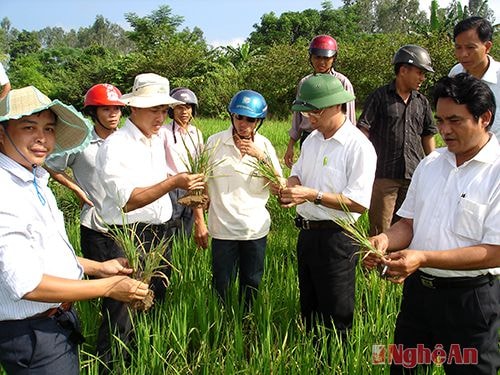 Kiểm tra sâu cuốn lá hại lúa hè thu ở Đô Lương.Ảnh: P.V