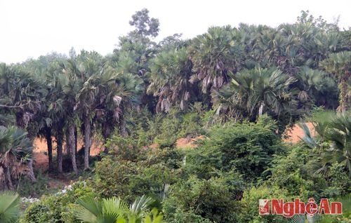 Ở bản Kẻ Nính, Châu Hạnh, Quỳ Châu có những vườn cọ rộng đến vài ha. Ngày xưa, cây cọ được người dân trồng khắp mọi nơi. 