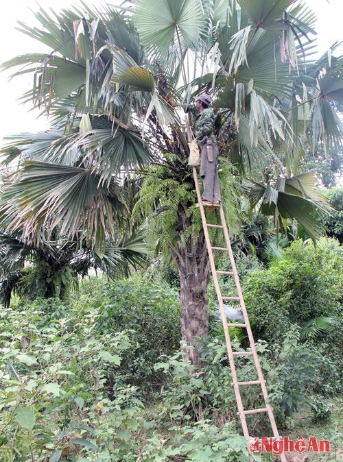 Cây cọ ở bản Kẻ Nính đang còn ngày nay hầu hết đã già, mỗi lần lên thu hái quả người dân phải dùng những chiếc thang dài.