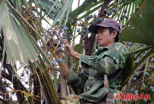 Một người dân trong bản đang hái cọ cho vợ om rồi mang ra chợ huyện bán.