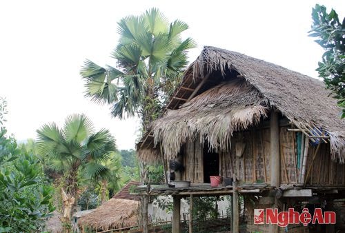 Trong bức tranh văn hóa của đồng bào Thái khu vực miền Tây xứ Nghệ không thể thiếu hình ảnh ngôi nhà sàn bên những cây cọ.