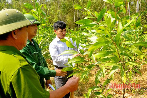Người dân xã Hòa Sơn (Đô Lương) thực hiện dự án trồng rừng thay thế.