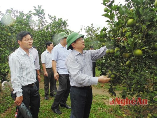 Đồng chí Đình Viêt Hồng, PHó chủ tịch UBND tỉnh kiểm tra mô hình trồng cam ở COn CUôn