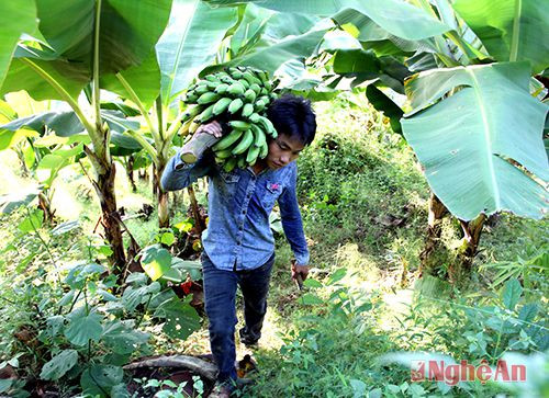 Anh Moong Bảo Nguyên thu hoạch chuối.