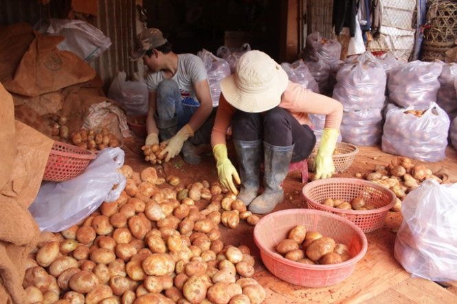 Khoai tây Trung Quốc, ảnh Internet