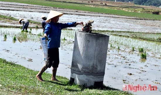Người dân xã Thanh Liên (Thanh Chương) thu gom rác trên đồng ruộng.