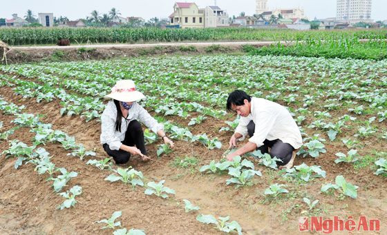 Diên tích rau màu vụ đông 2015 của huyện Diễn Châu tăng hơn so với năm ngoái