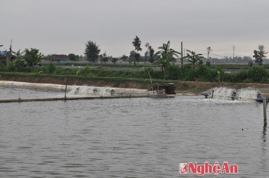 Nuôi tôm ở Nghi Quang (Nghi Lộc)