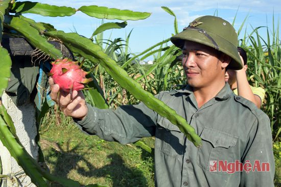 Anh Phúc cho biết, mặc dù mới ra quả bói nhưng đã có nhiều lái buôn đến đặt hàng.