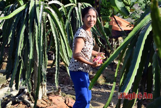 Bà Hoàng Thị Tư phấn khởi vì vườn thanh long có 24 trụ được trồng cách đây 7 năm, mỗi năm thu hoạch gần 10 triệu đồng.