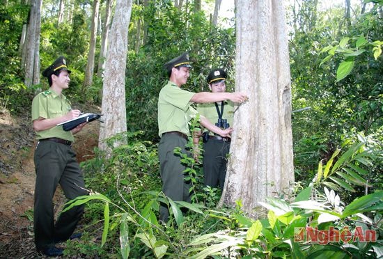 Cán bộ kiểm lâm đo đạc, thống kê mức độ sinh trưởng của rừng săng lẻ ở Tương Dương.