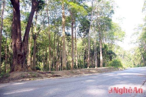 Rừng săng lẻ nằm ngay cạnh đường Quốc lộ 7, tạo nên điểm nhấn sinh thái đầy hấp dẫn.