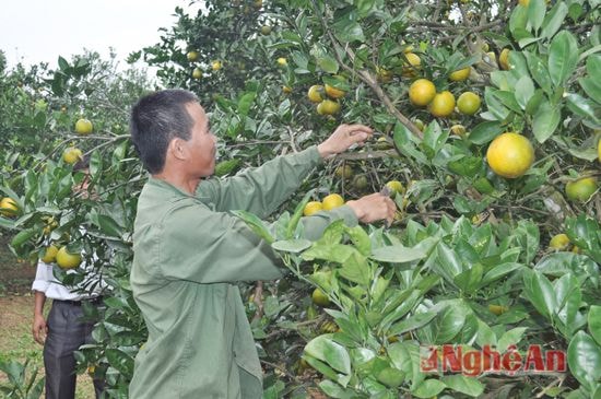 Nông dân Quỳ Hợp phát triển kinh tế từ vốn vay Ngân hàng nông nghiệp