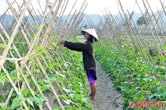 Cây đậu cô ve đang tiếp tục được nhân rộng ở nhều xã trong huyện