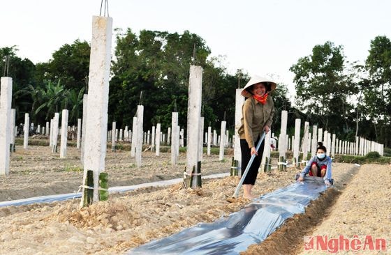 Triển khai mô hình kinh tế mới, đưa cây thanh long ruột đỏ vào sản xuất trên đồng đất Thanh Chương