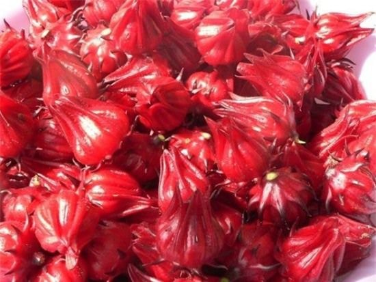 Atiso đỏ (bụp giấm hoặc hibiscus) được coi là “thần dược” đối với bệnh gan vì nó làm sạch các độc tố trong gan