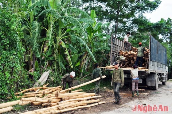 Khai thác đất rừng, đồi để phát triển lâm nghiệp, một trong những hướng phát triển của Thanh Chương trong nhiệm kỳ 2015 - 2020