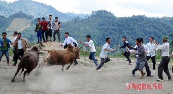 Hội chọi bò, nét độc đáo trong phong tục của đồng bào Mông được bà con bản Tiền Tiêu tổ chức trong ngày hội Đại đoàn kết. 
